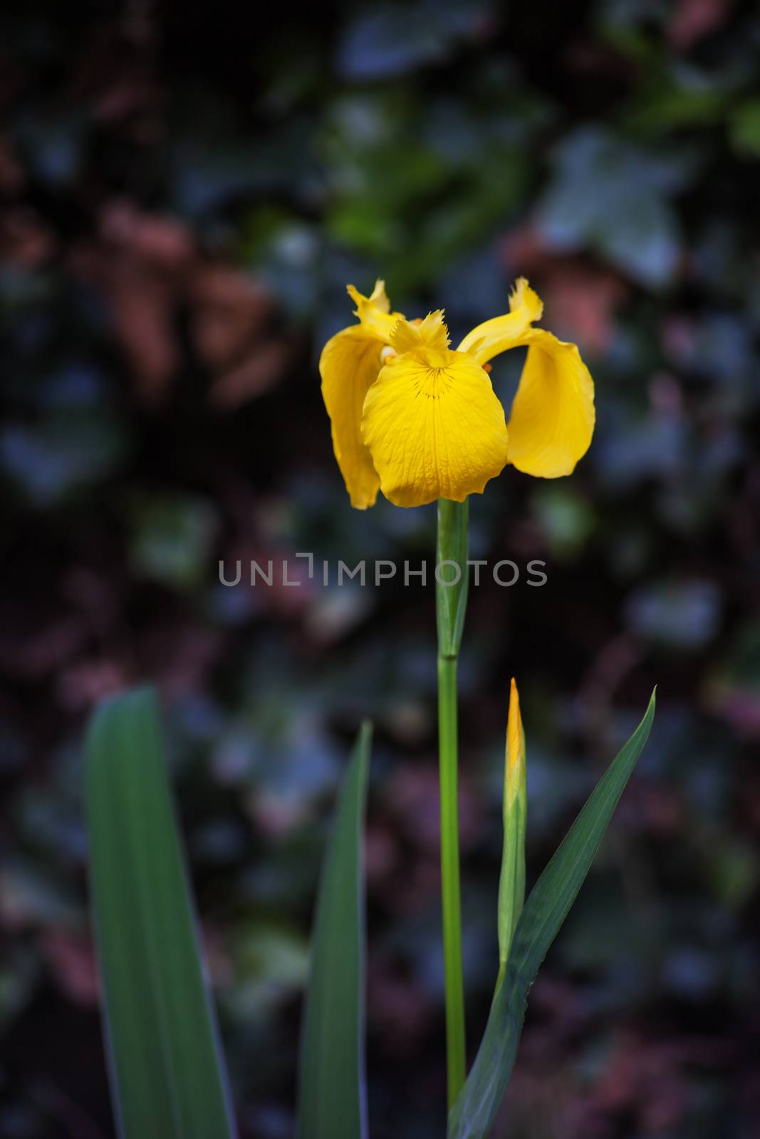 The Yellow Flag Iris (Iris pseudacorus) is an easy growing plant that grows in shallow water and boggy areas. Unfortunately it is a very invasive plant.