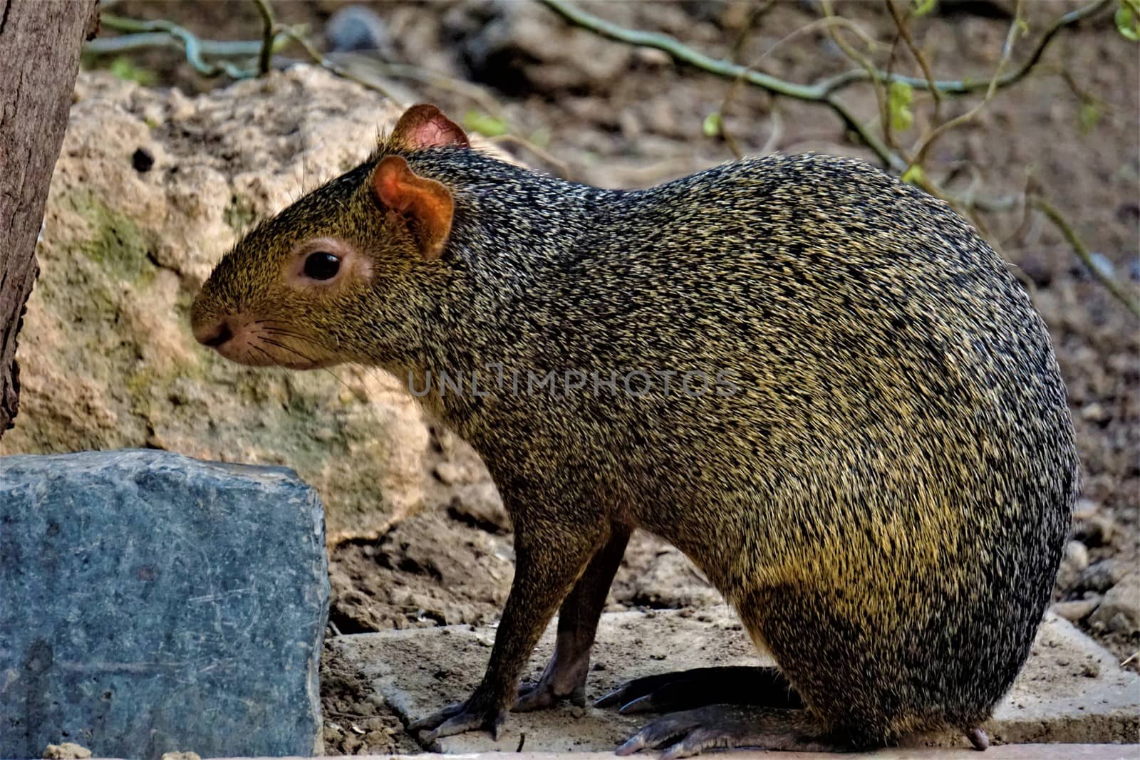 An agouti sitting in front of a bush and looking