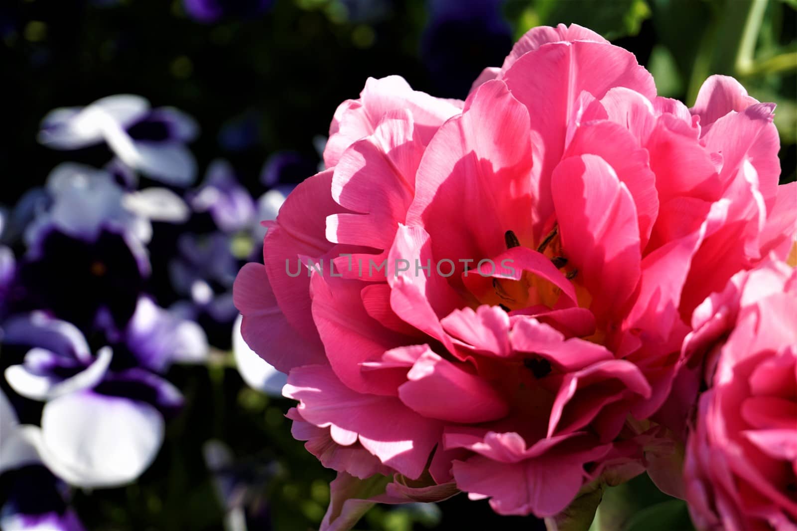 Large and filled pink tulip blossom spotted in a flowerbed