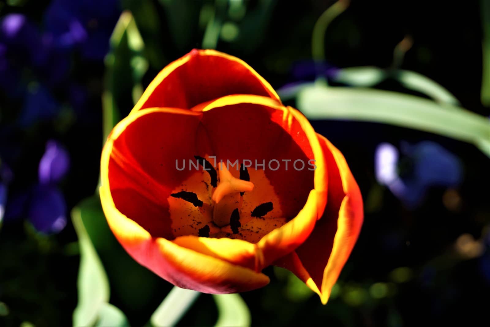 Close-up of the inside of a yellow and red tulip with black stamina