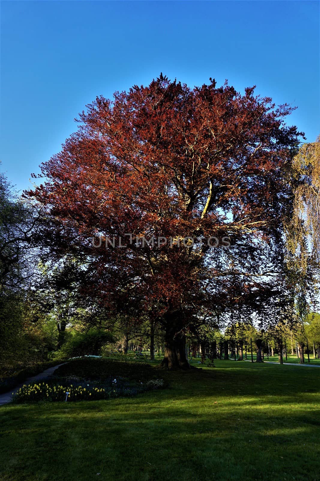 Impressive Fagus sylvatica f. purpurea tree spotted in a park
