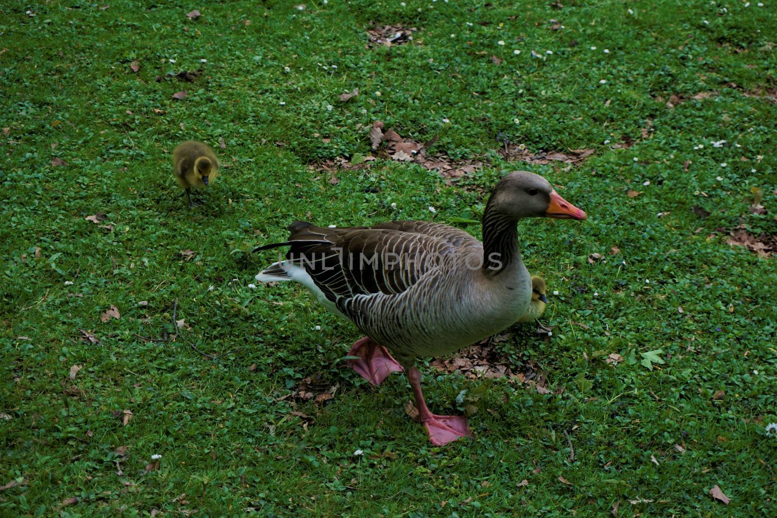 Greylag goose with a biddy on a meadow in Munich