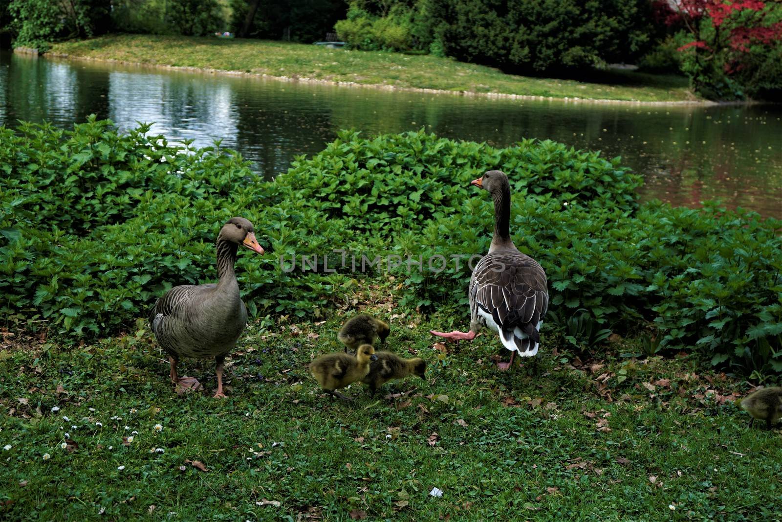 Family of greylag geese on meadow near lake by pisces2386