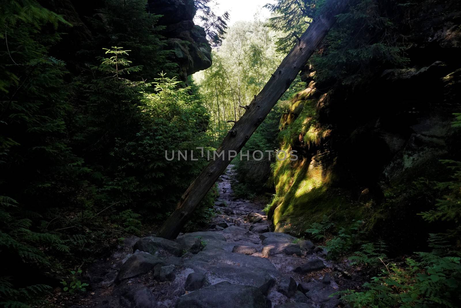 Overthrown tree in the Wild Hell trail in Saxon Switzerland, Germany