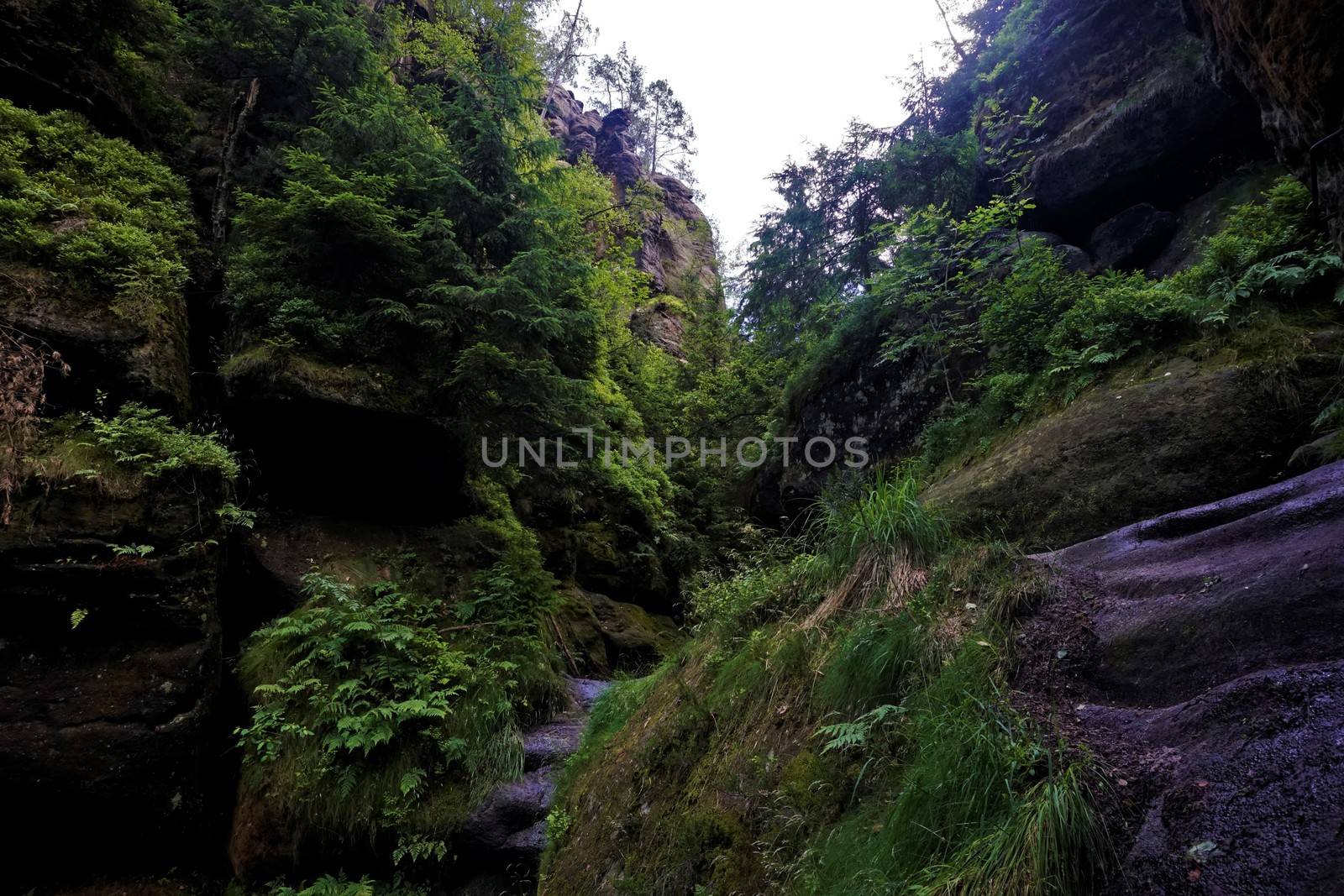 One of some wild parts on the Wild Hell trail in Saxon Switzerland, Germany