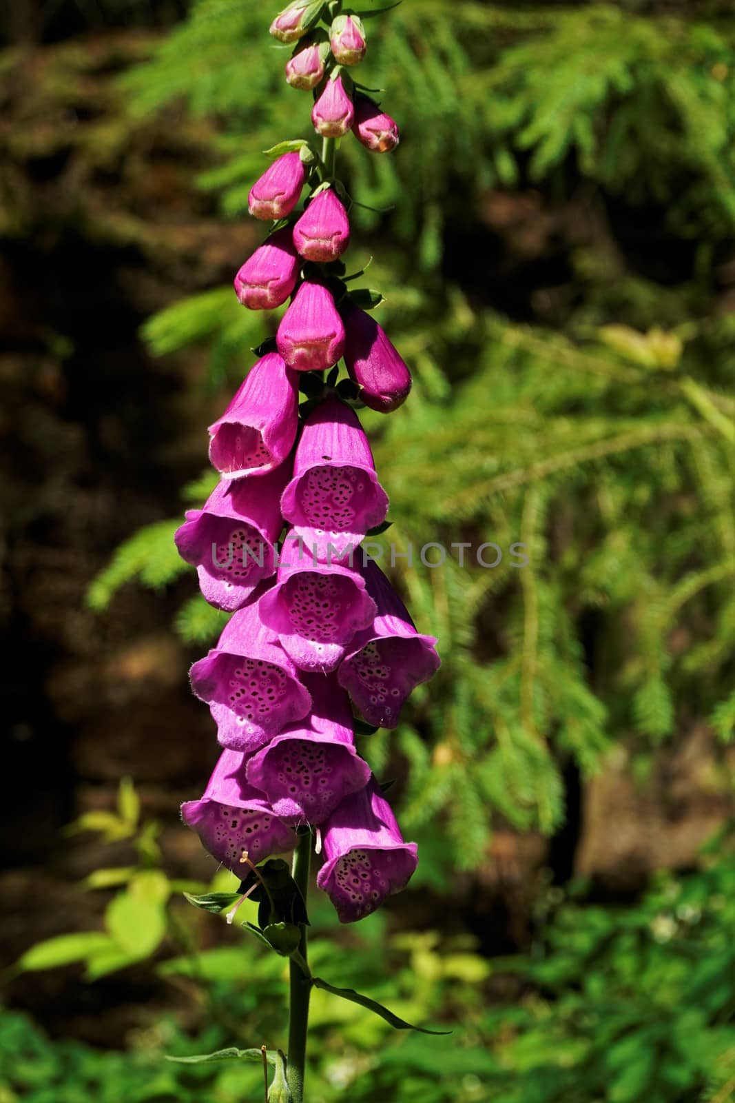 Beautiful purple foxglove blossoms in the sun by pisces2386