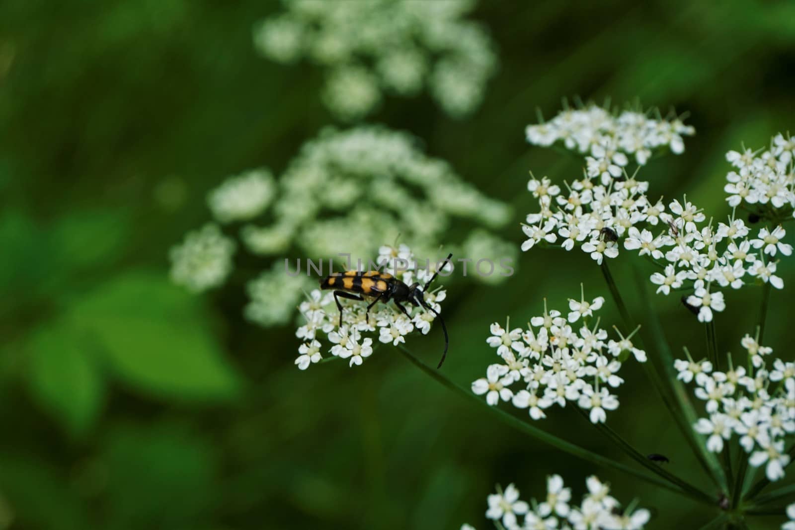 Bunch of Common Yarrow blossoms Achillea millefolium with an orange and black beetle