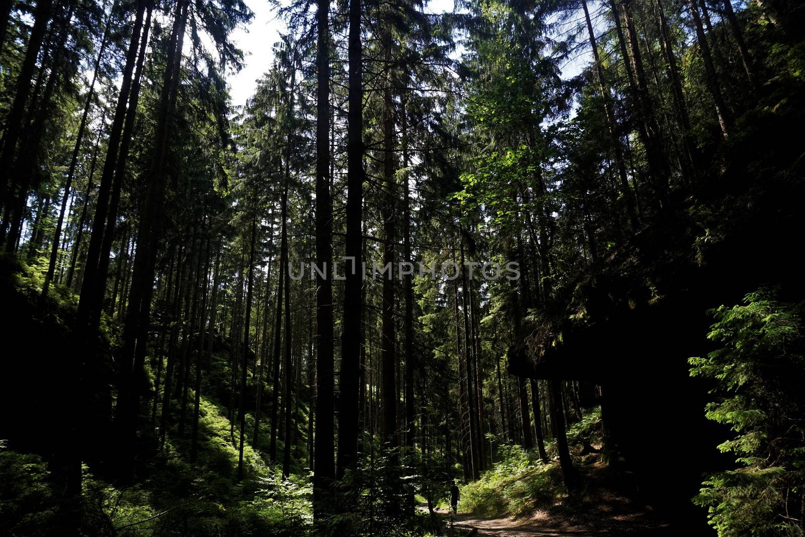 Forest in the Schrammsteine area of Saxon Switzerland looking alsmost black and threatening