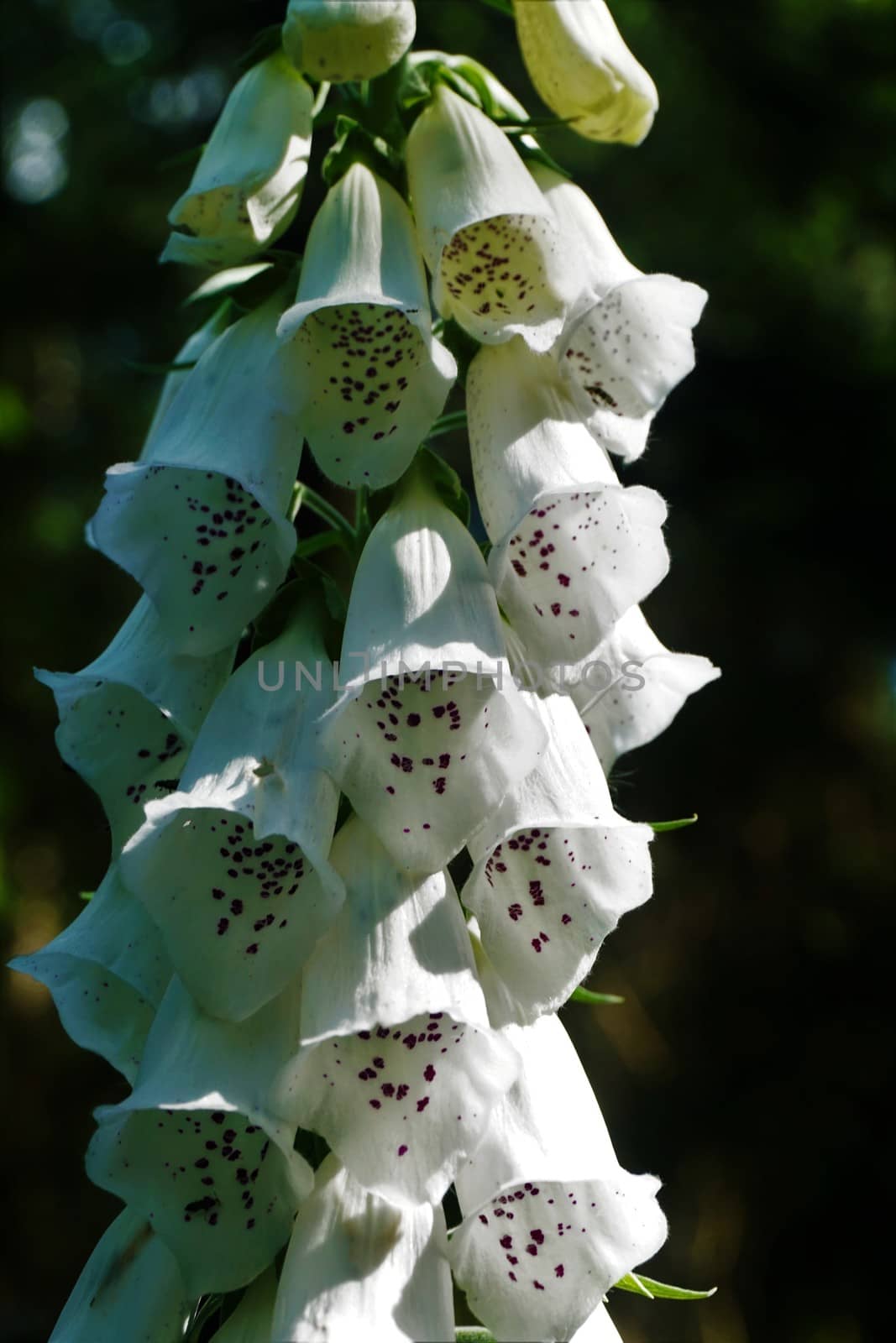 Blossoms of white foxglove in the sun by pisces2386