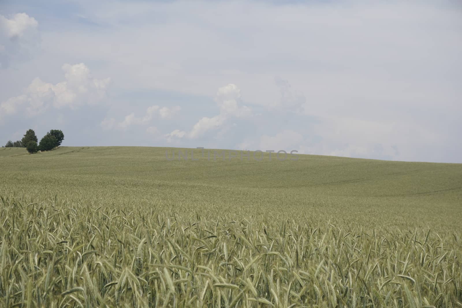 Grain field on a hill with grove near Ottendorf in Saxon Switzerland, Germany