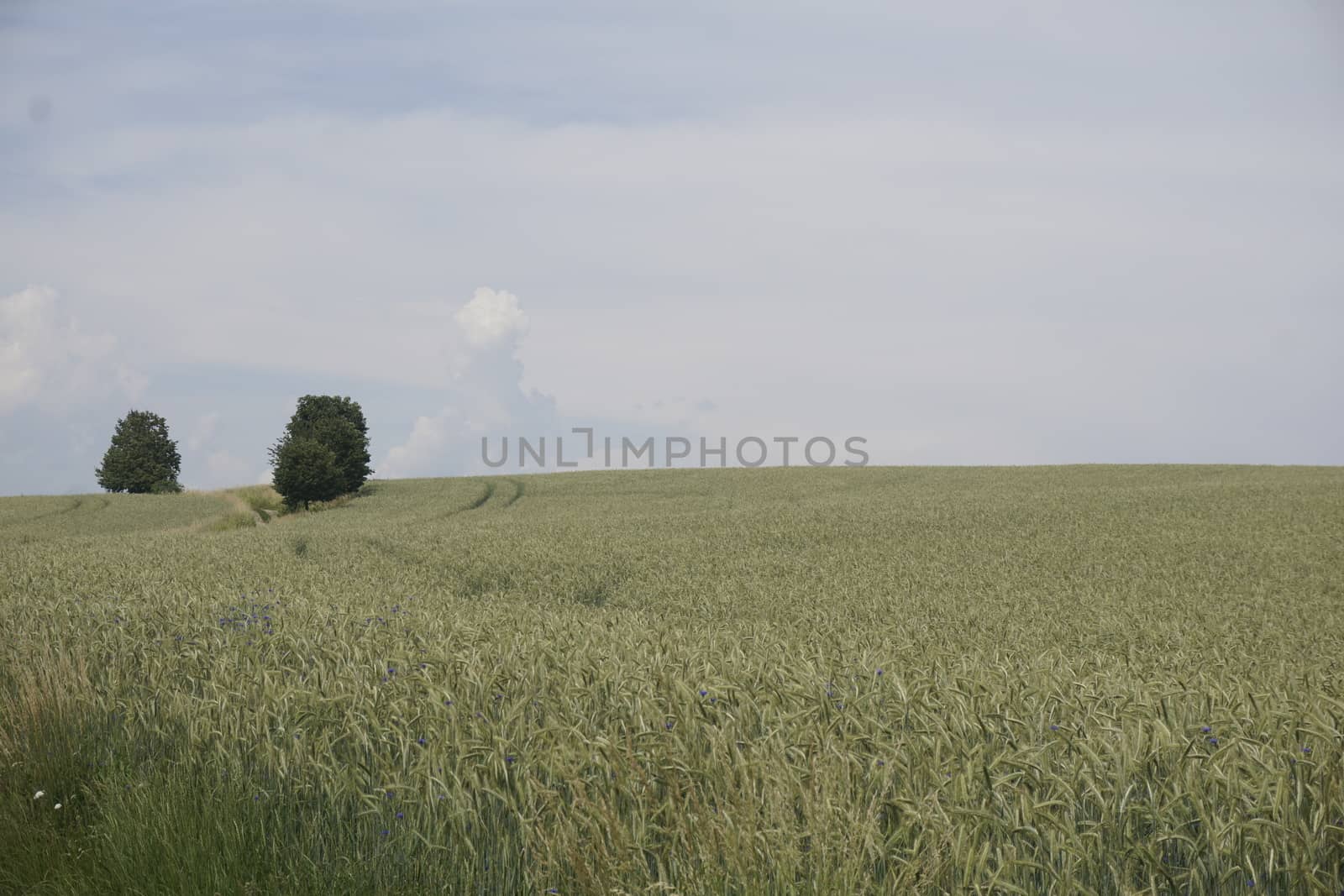 Grain field on a hill with two trees near Ottendorf in Saxon Switzerland, Germany