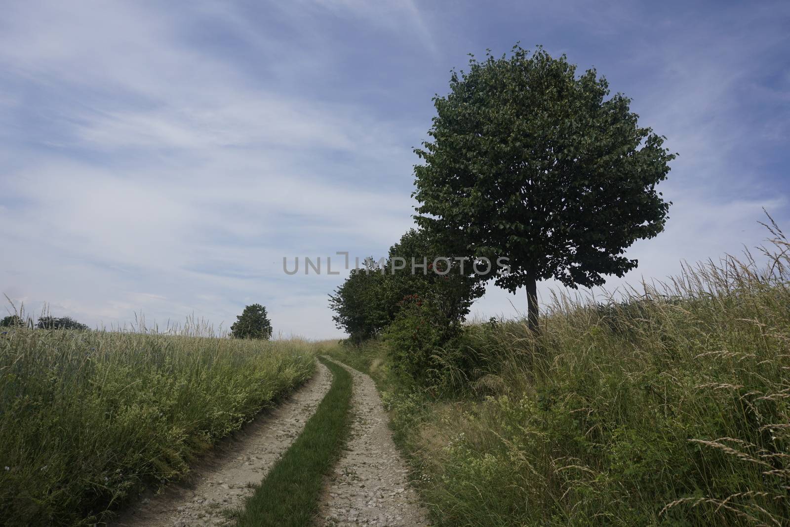 Idyllic path trough fields in Saxon Switzerland with trees on wayside and blue sky
