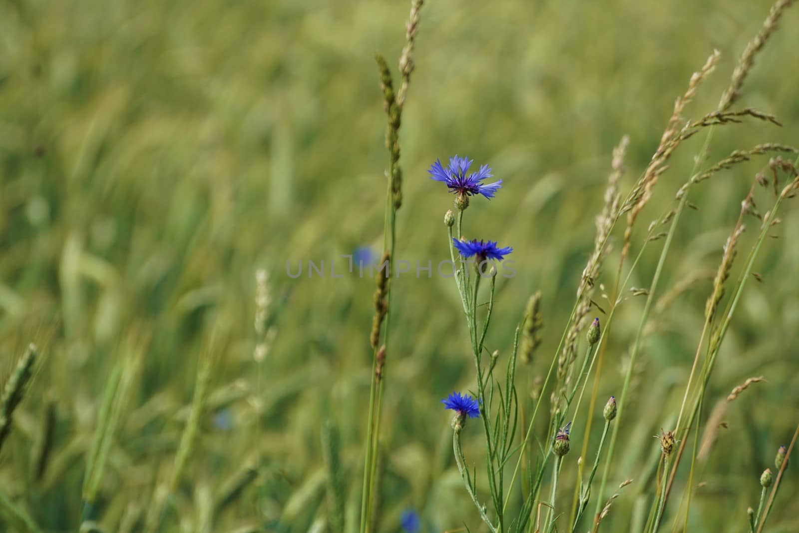 Beautiful blue corn flowers spotted on a field in Saxon Switzerland, Germany