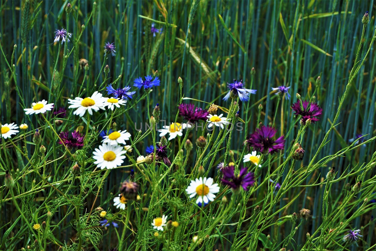 Beautiful blue and purple cornflowers and camomile plants spotted on a meadow