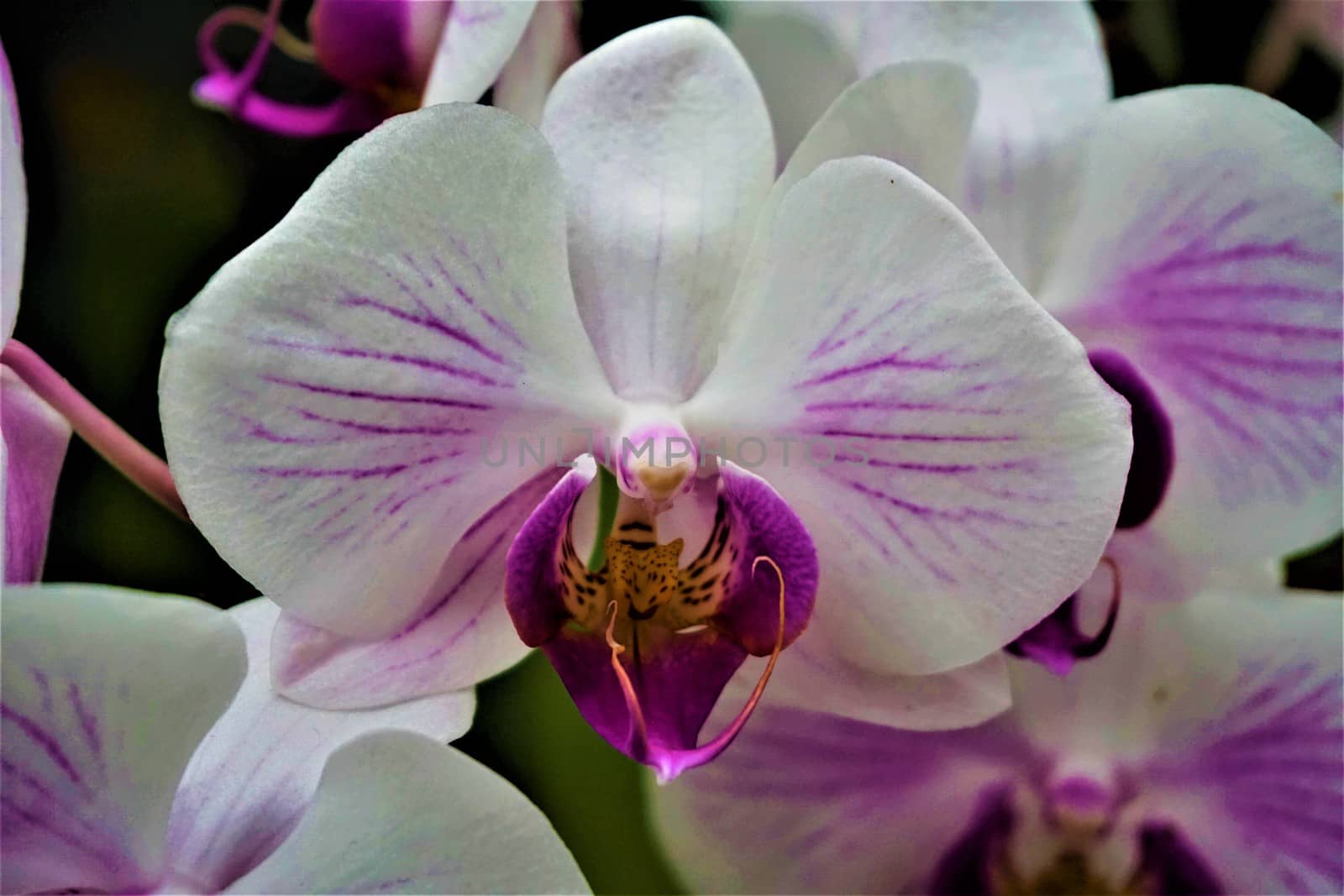 A beautiful blossom of pink and white Phalaenopsis orchid