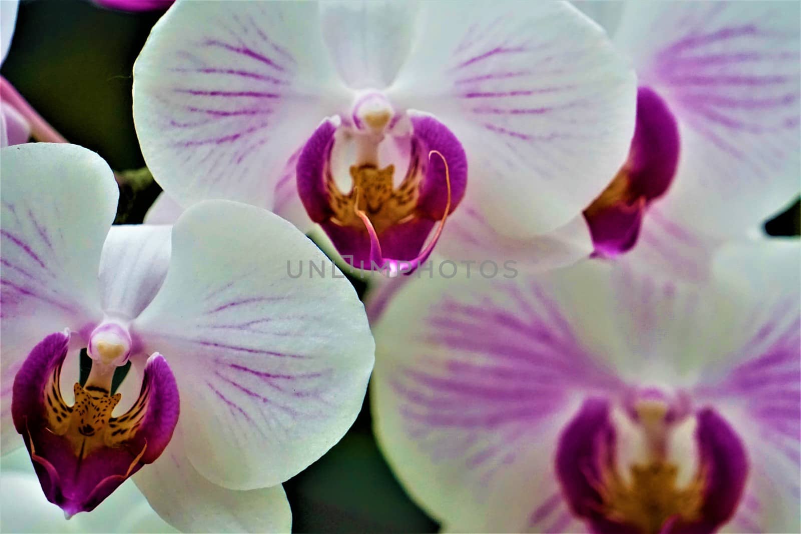 A blossom of a pink and white striped Phalaenopsis orchid