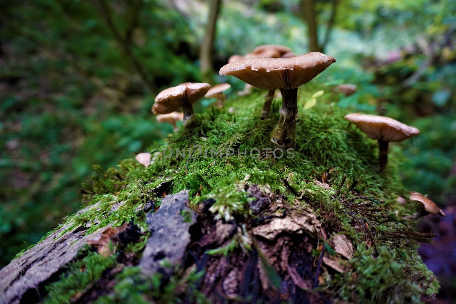 Some mushrooms spotted on mossy tree trunk in the forest