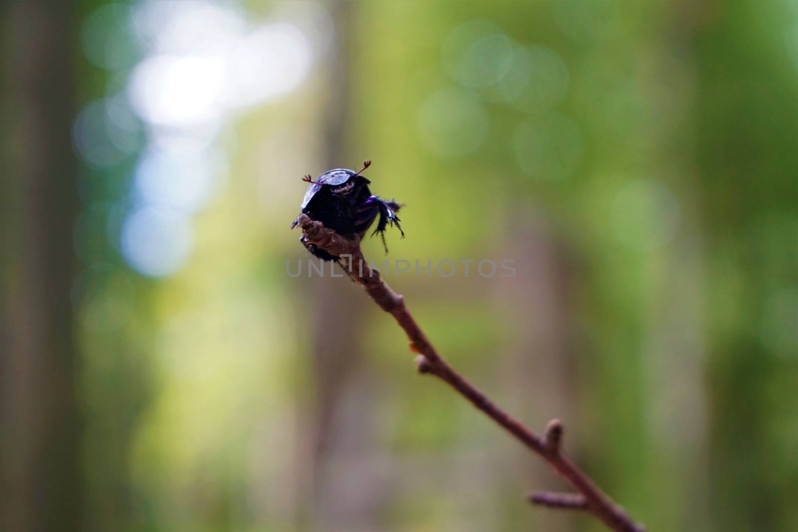 Dor beetle Anoplotrupes stercorosus crawled on a stick in the forest