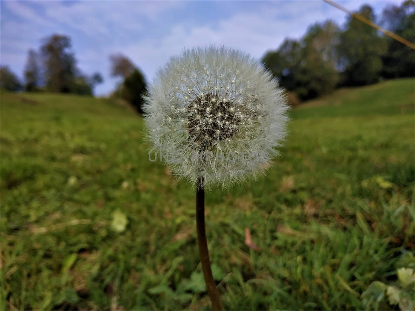 Beautiful dandelion blossom spotted on a meadow in Hinderschloss, Liechtenstein