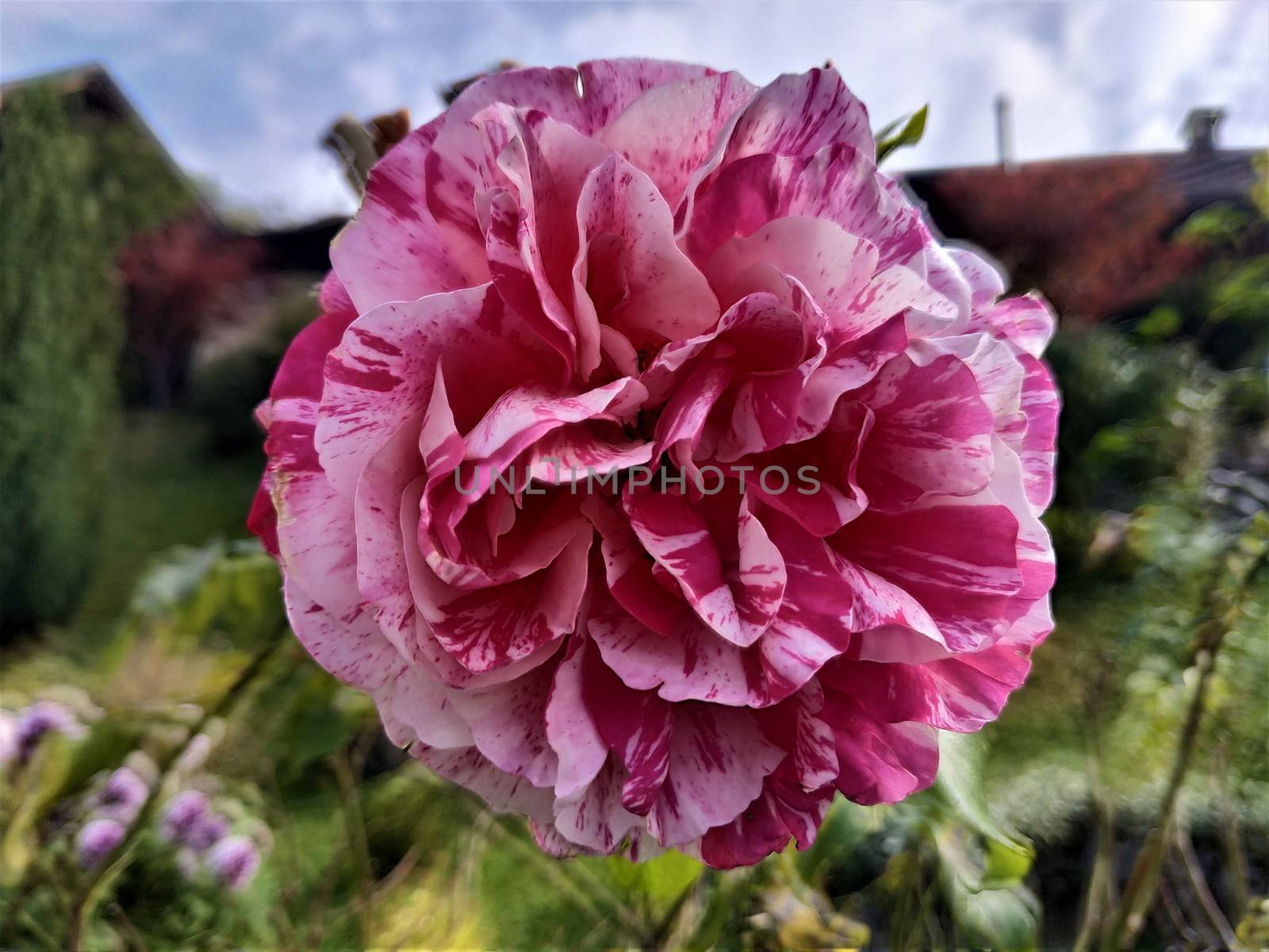 Beautiful filled pink and white rose blossom spotted in garden