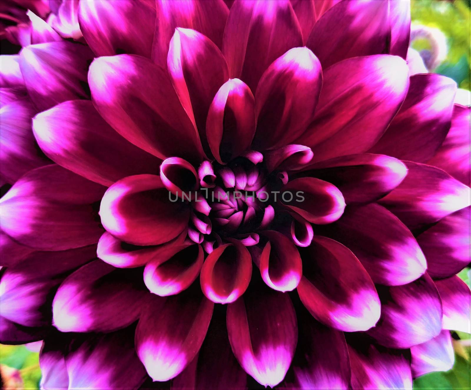 Close up of a beautiful multi colored dahlia blossom by pisces2386