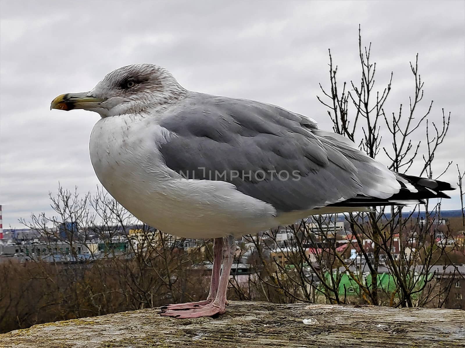Seagull sitting on the town wall of Tallinn, Estonia