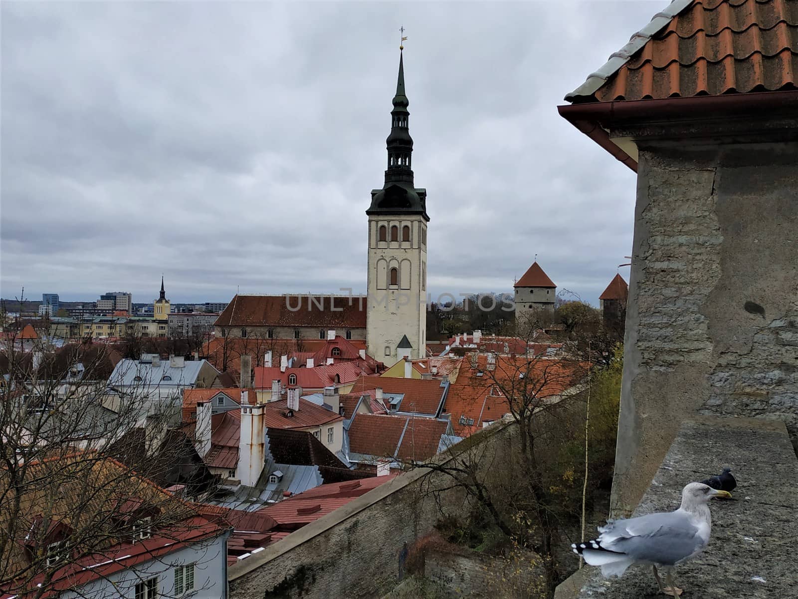 View to church of St Nicholas' with gull sitting on town wall of Tallinn, Estonia