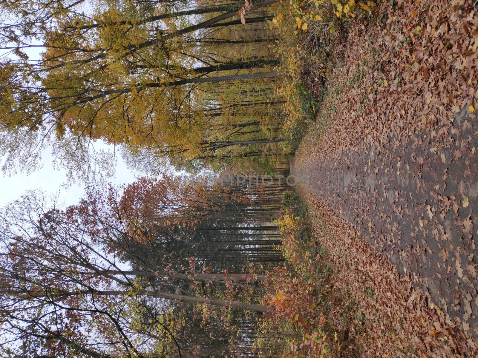 Forest way in the automn covered with leafs