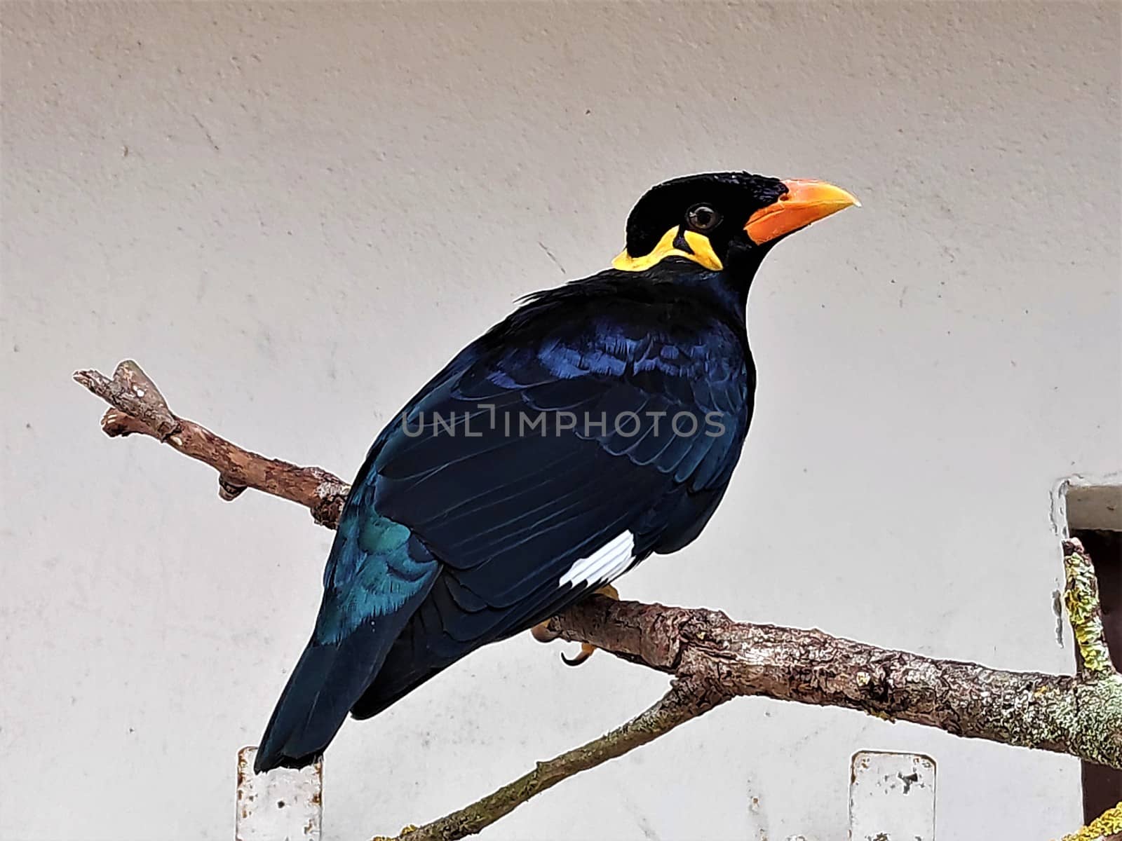 Common hill myna sitting on branch in front of wall by pisces2386