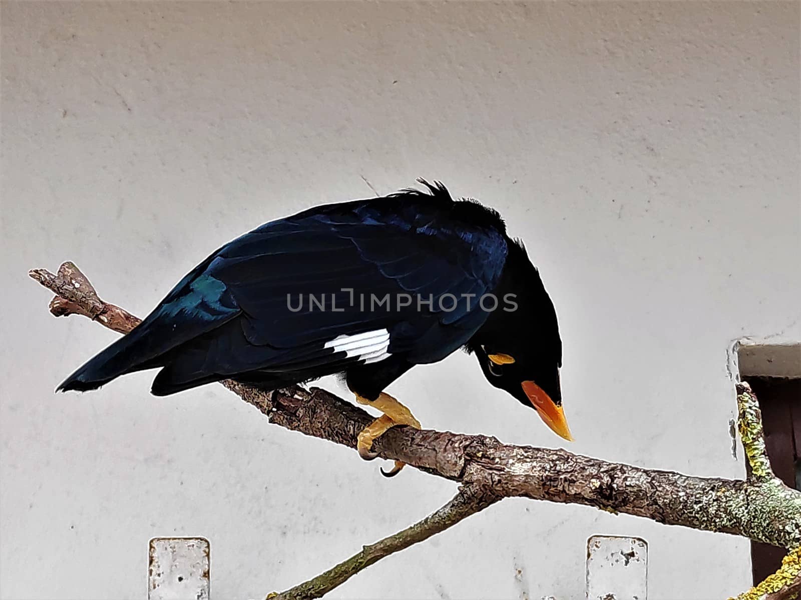 Common hill myna sitting on branch looking funny by pisces2386