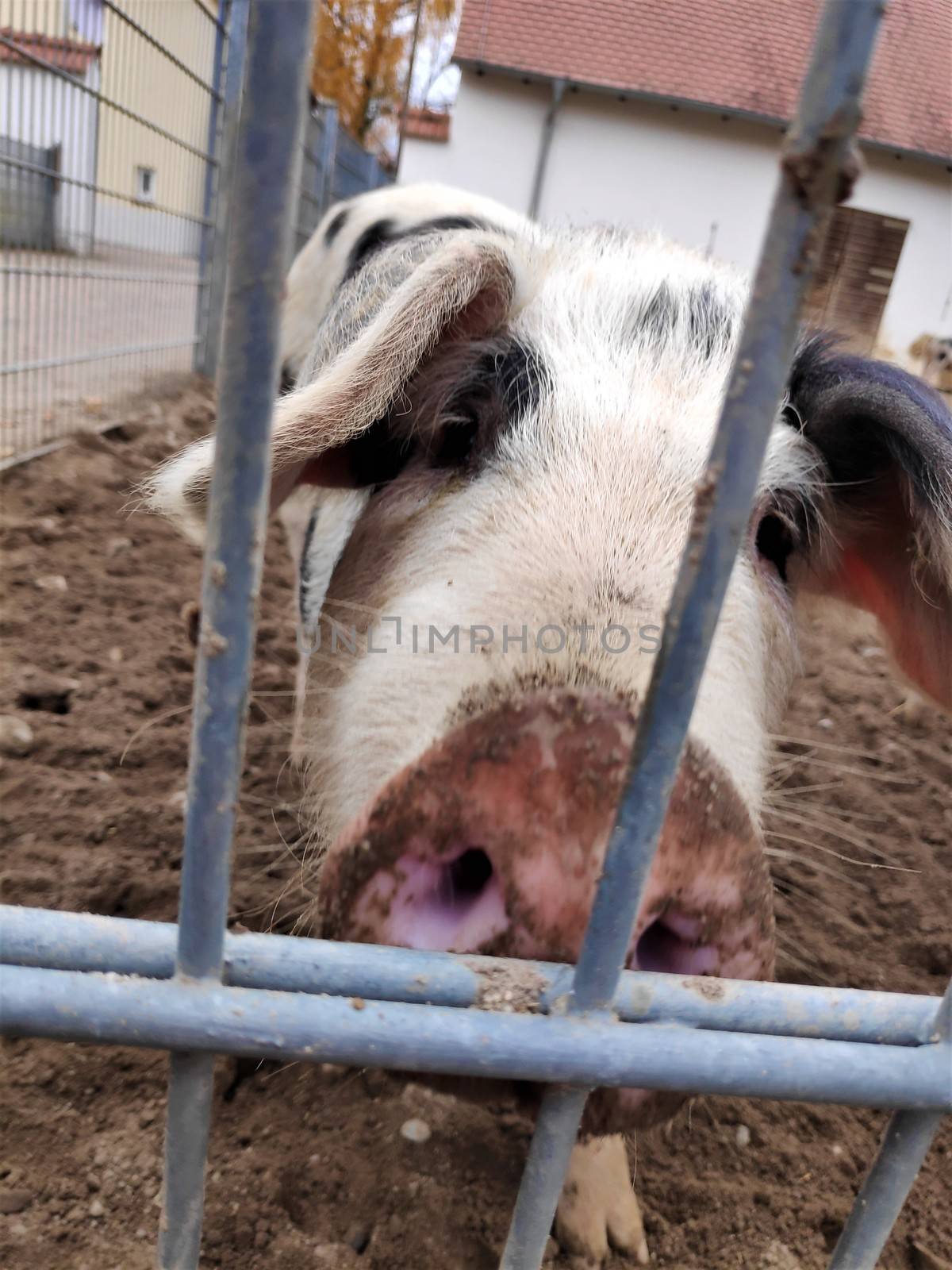 Bentheim black pied pig caged behind a fence