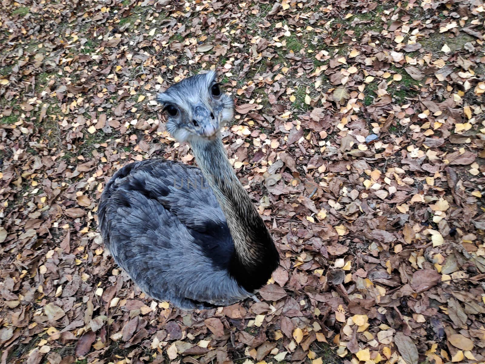 Greater rhea looking directly into the camera looking curious