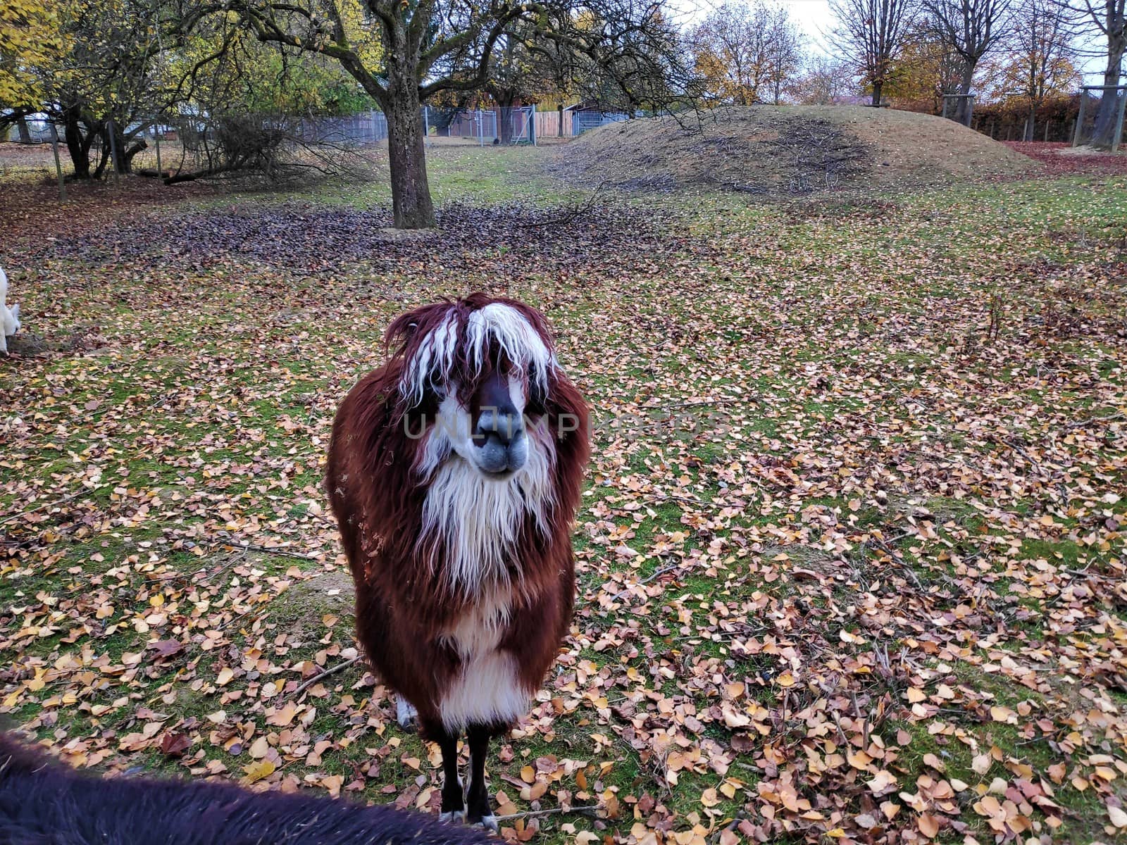 Black and brown Alpaca standing on a meadow in fall