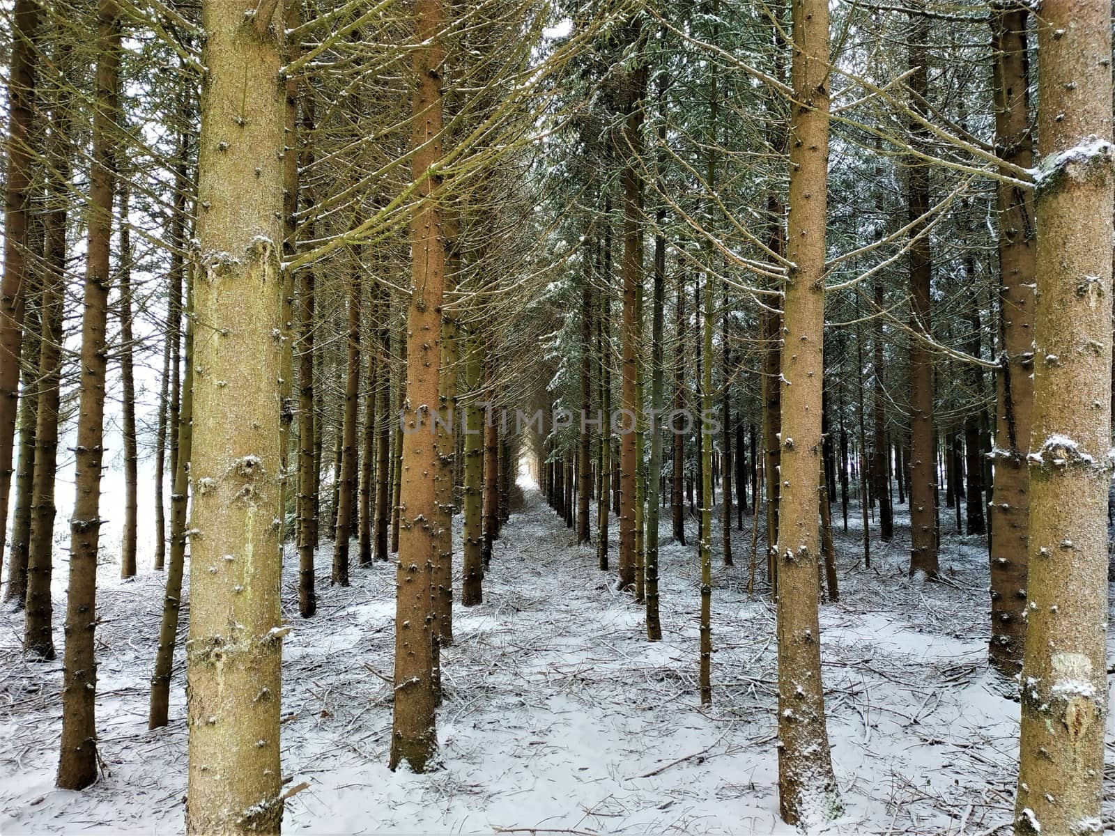 Snowy forest in the winter near Rottweil, Germany