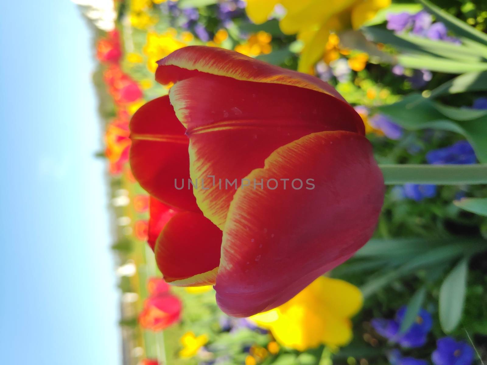 Red and yellow tulip blossom in a flower bed by pisces2386