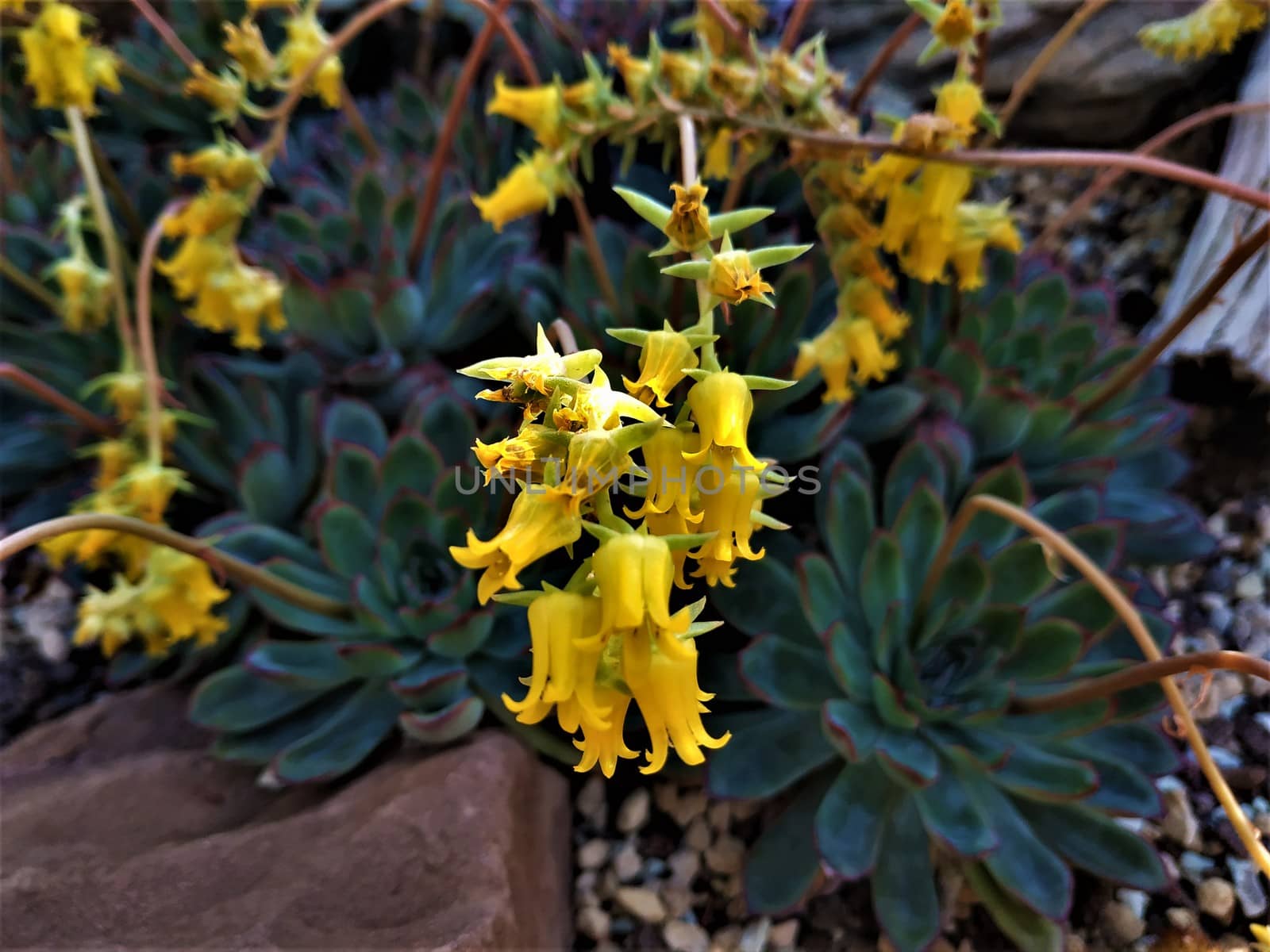 Yellow blossoms of an Echeveria pulidonis succulent plant