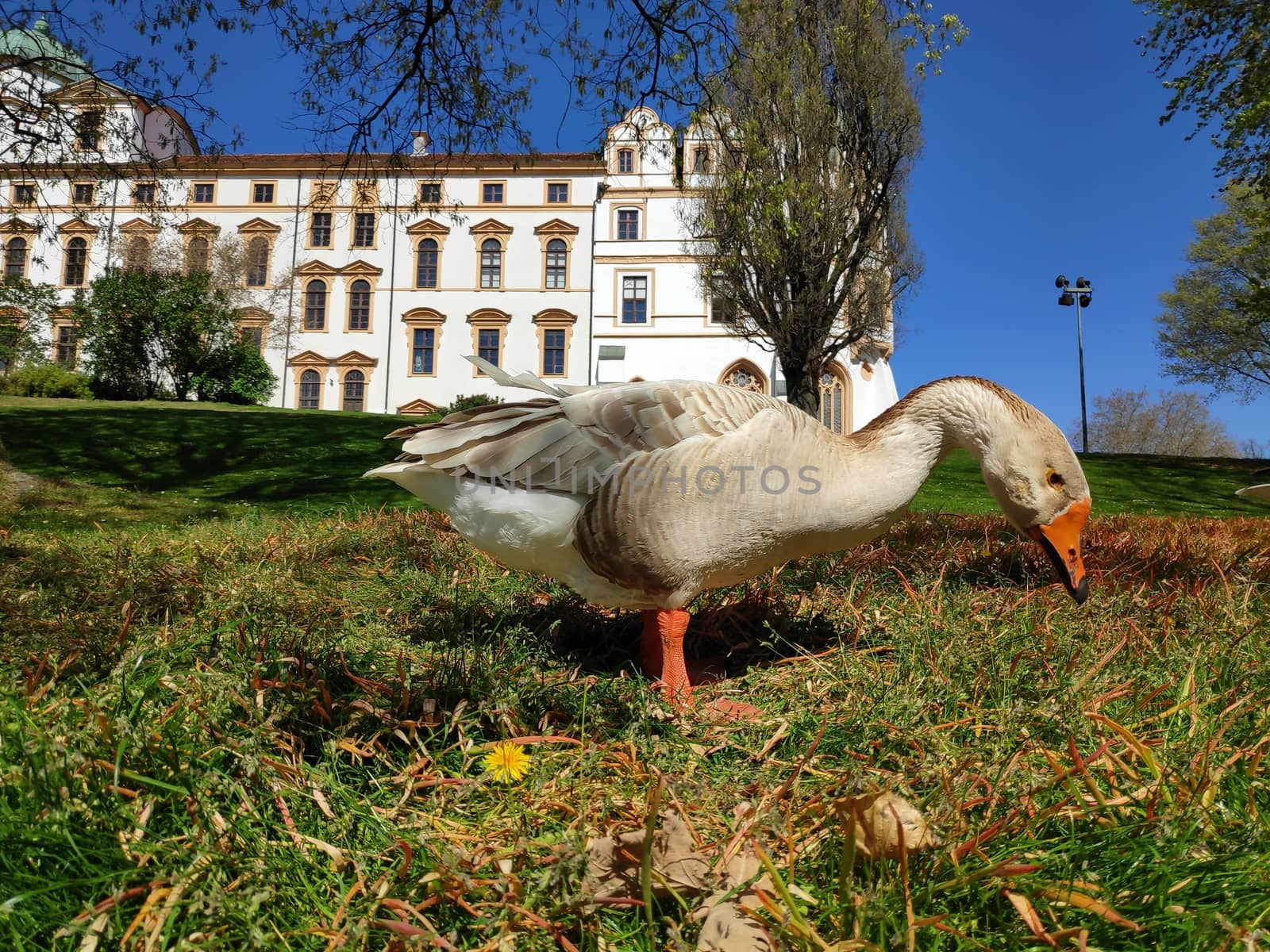 A goose on the meadow surrounding Celle castle