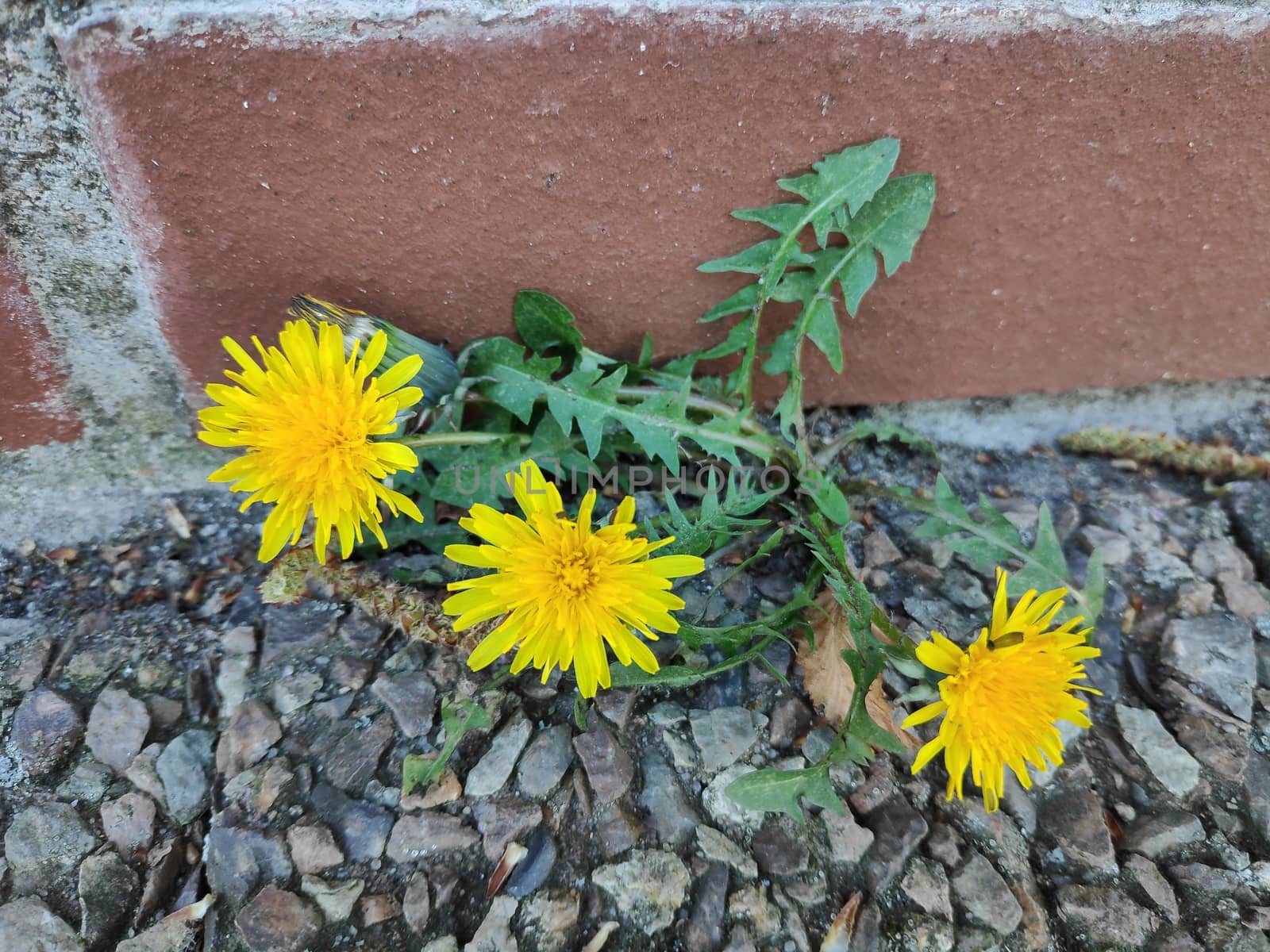 A dandelion plant growing out of a brick wall