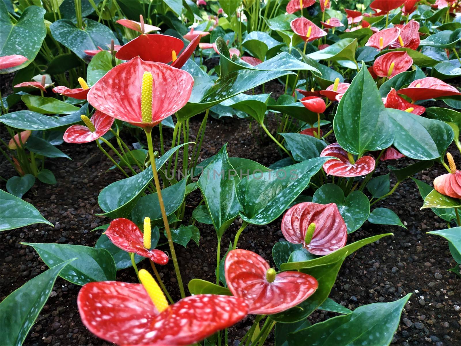 Beautiful red Anthurium flamingo flowers with yellow spadix by pisces2386