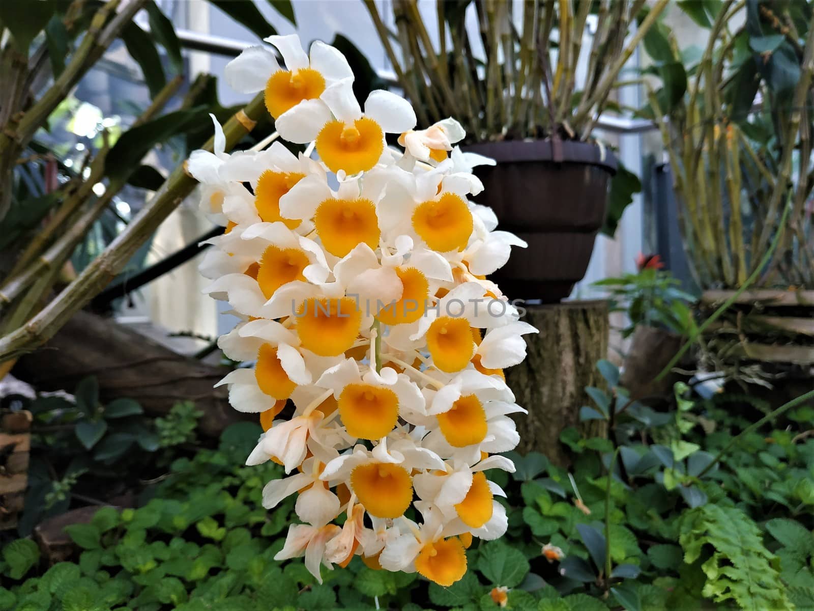 Blooming Dendrobium thyrsiflorum spotted in a green house