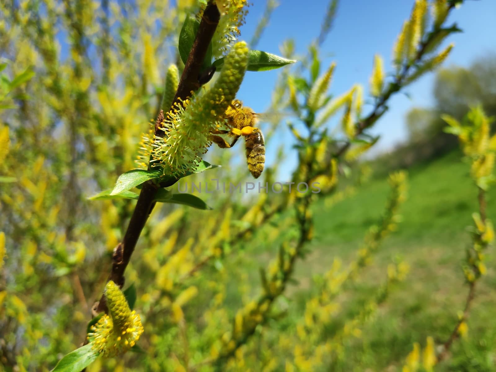 A bee drinking nectar and harvesting pollen on the blossom of a willow tree