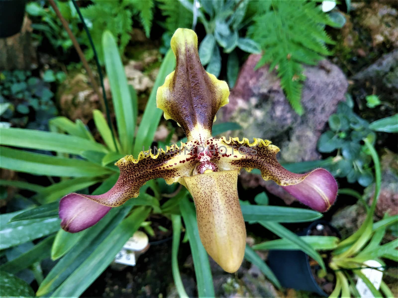 Blossom of a Paphiopedilum esquirolei orchid in botanical garden