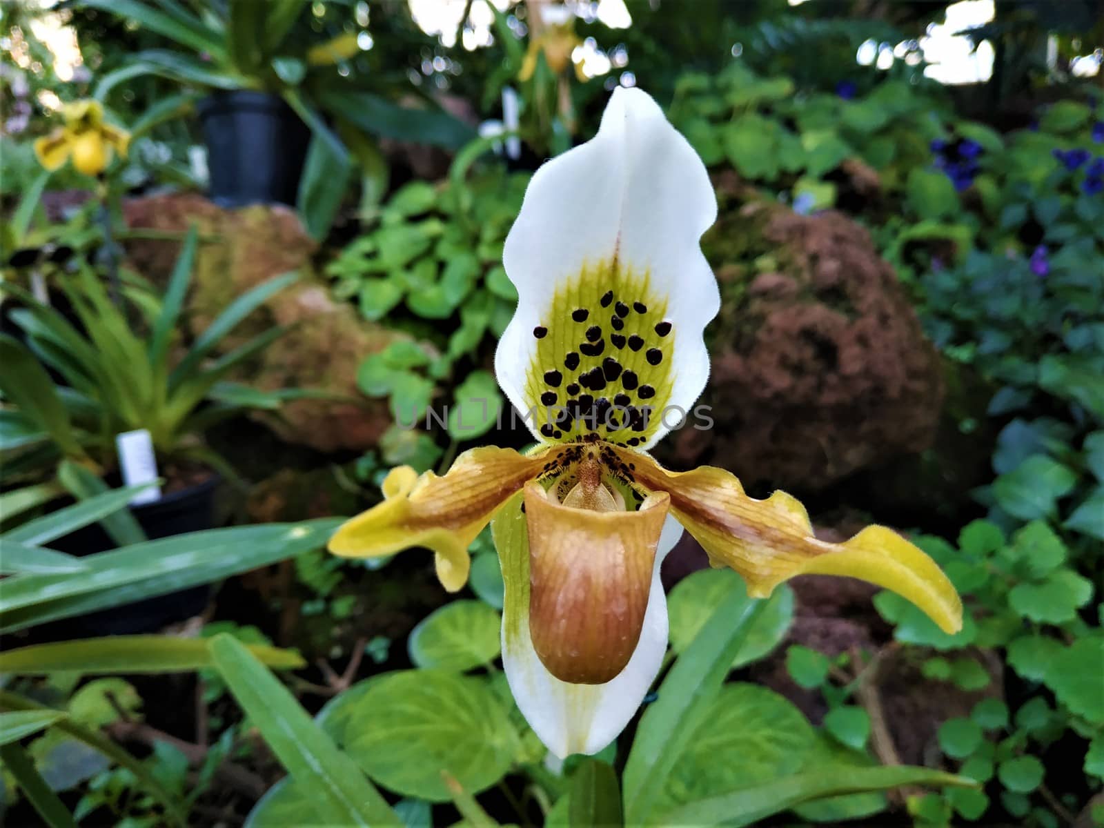 Spotted blossom of Paphiopedilum insigne hybride orchid by pisces2386