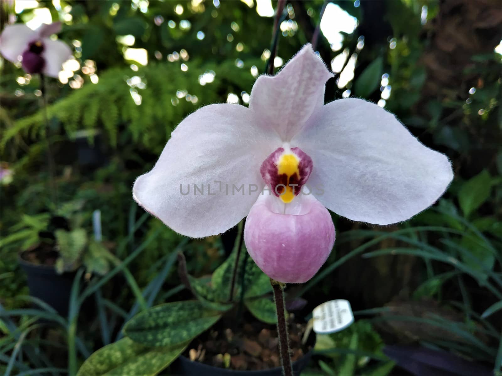 Paphiopedilum delenatii blooming with a shade of pink on the slipper by pisces2386