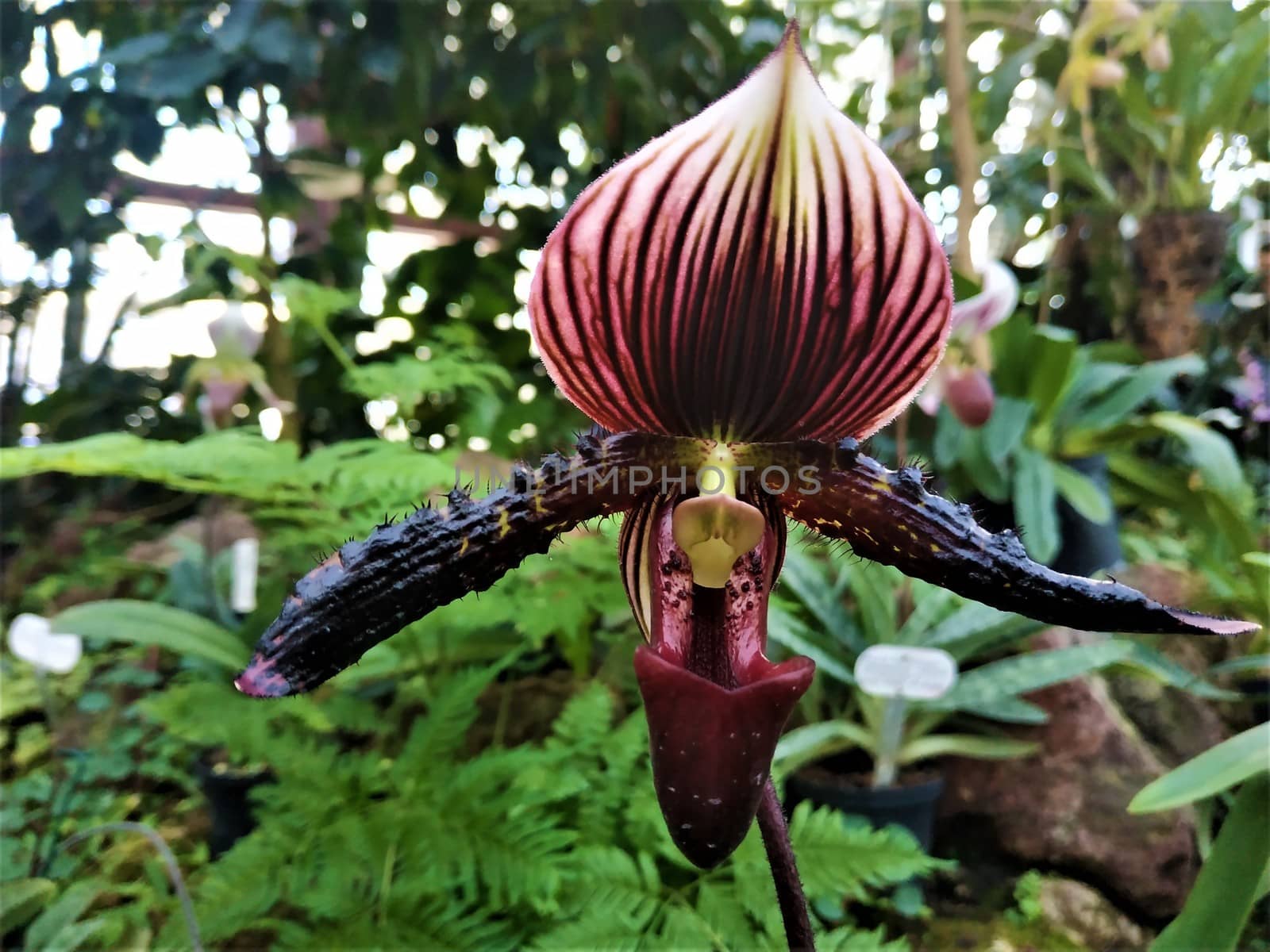 The impressive and almost black blossom of a Paphiopedilum vinicolor orchid