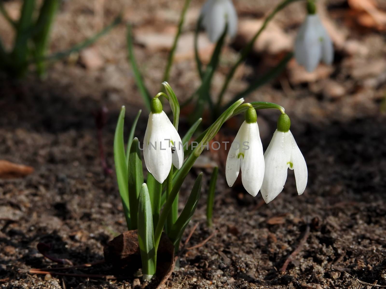 Beautiful spring forest snowdrops close-up by kimbelij