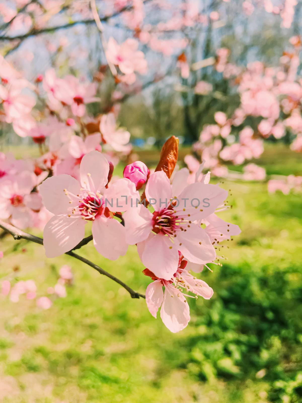 Apple tree flowers bloom, floral blossom in spring by Anneleven