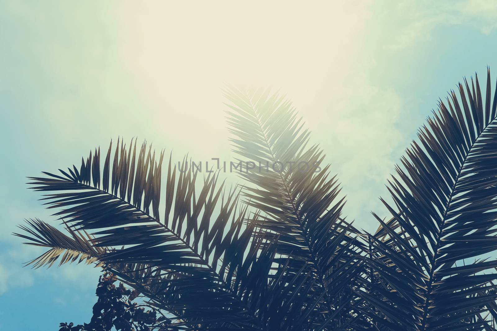Tropical palm tree leaves in hot summer day as vintage background, summer nature and travel by Anneleven