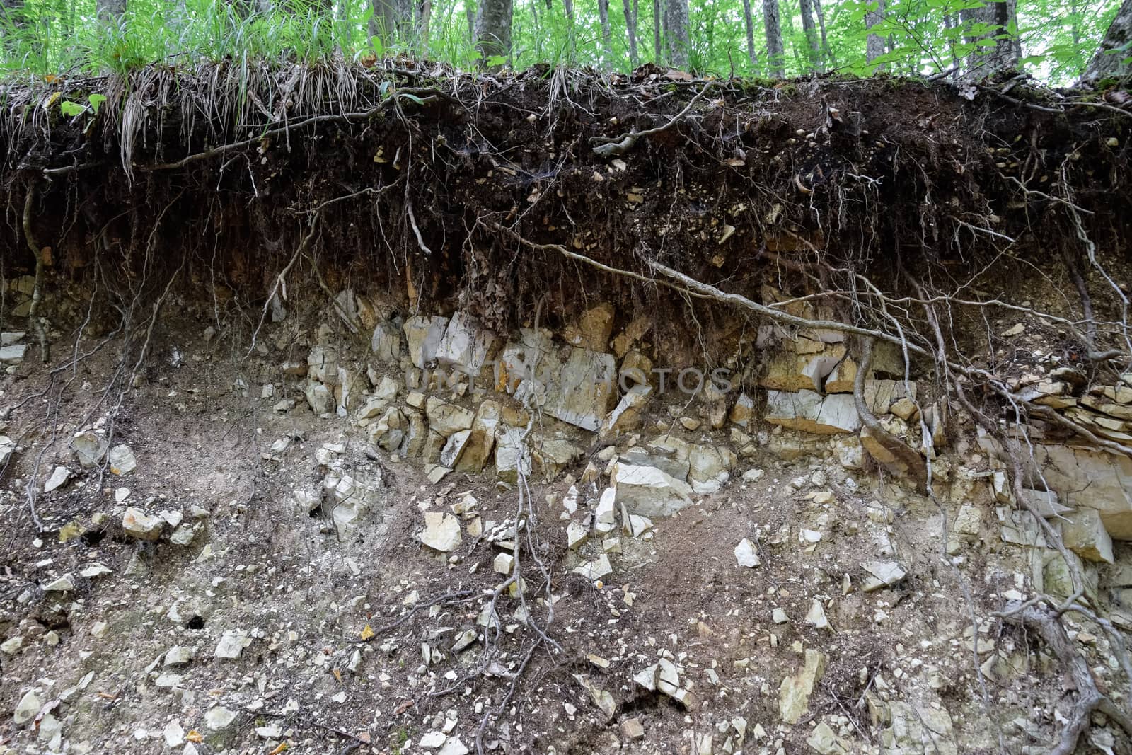 A slice of soil in a mountain forest. Plants on the rocks.