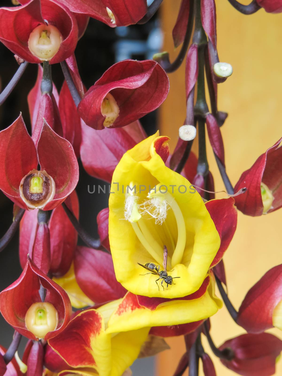 Thunbergia mysorensis. Close-up of beautiful yellow flower with wasp inside.